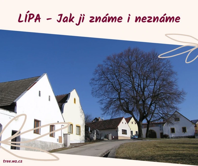 Velká lípa stojí na trávníku vedle bílých domů v vesnici.