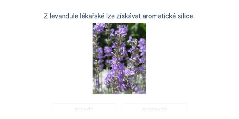 Fialové květy levandule lékařské na zeleném pozadí.