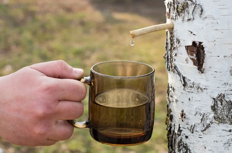 Ruka drží skleničku pod pramenem březové mízy tekoucí z kůry.
