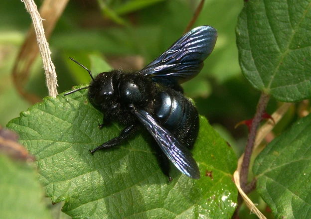 Fialový čmelák (Xylocopa violacea) sedící na zeleném listu.