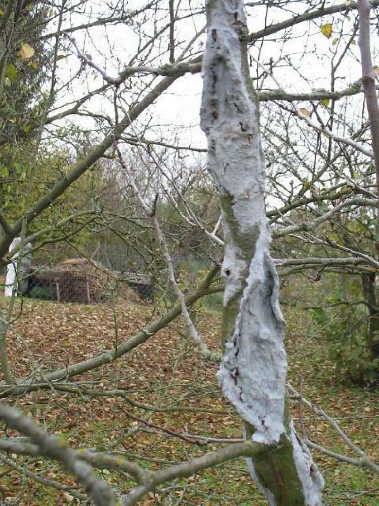 Strom s prasklinou na kmeni ošetřený bílou hmotou.