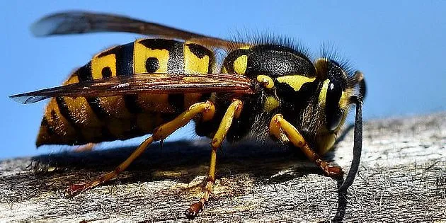 Žlutá vosa sedící na dřevě, přírodní záběr hmyzu.
