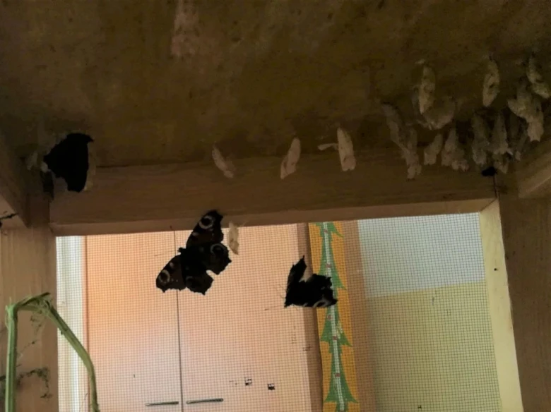 Housenky motýlů visící na stropě v domácnosti.