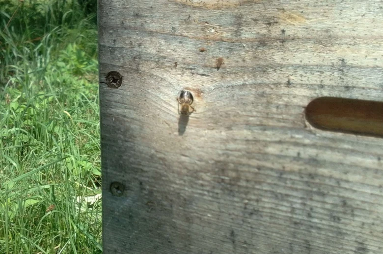 Včela vstoupí do dřevěného úlu s otvorem pro let.