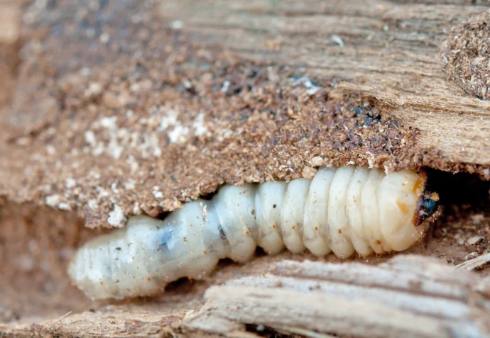 Bílá larva brouka v dřevě.