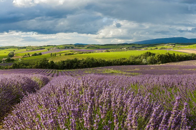 Fialová levandulová pole v Provence pod mrakem