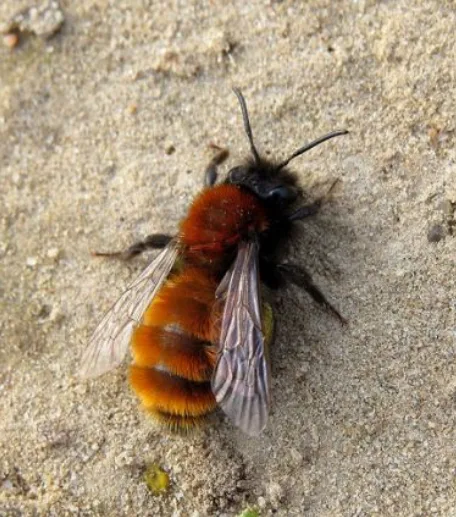 Zemní včela s oranžovým tělem na zemi