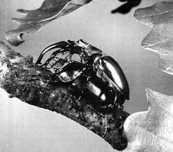 Beetles mating on branch