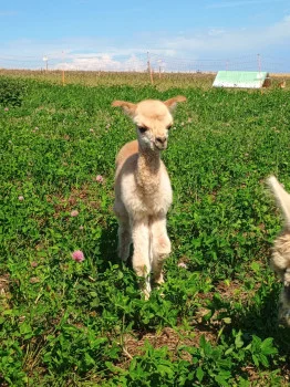 Mladé lamy stojí na zeleném louce pod modrou oblohou.