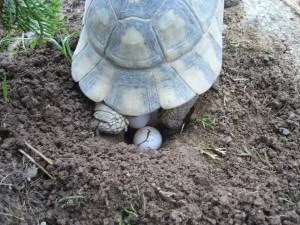 Želva kopá díru v zemi svými předními nohama.