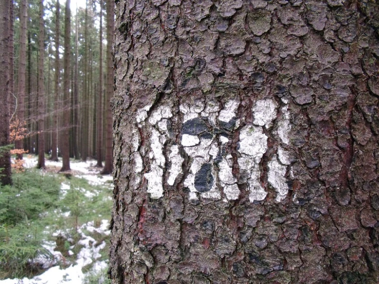 Bílý značka na kmeni stromu v zimním lese