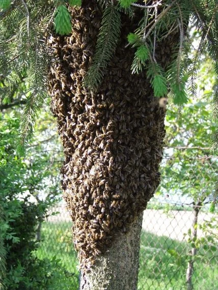 Velká skupina včel se shlukuje na kmeni stromu.