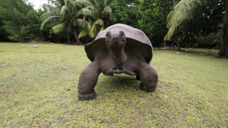 Velká galapagská želva kráčí po trávě s dreviny v pozadí.