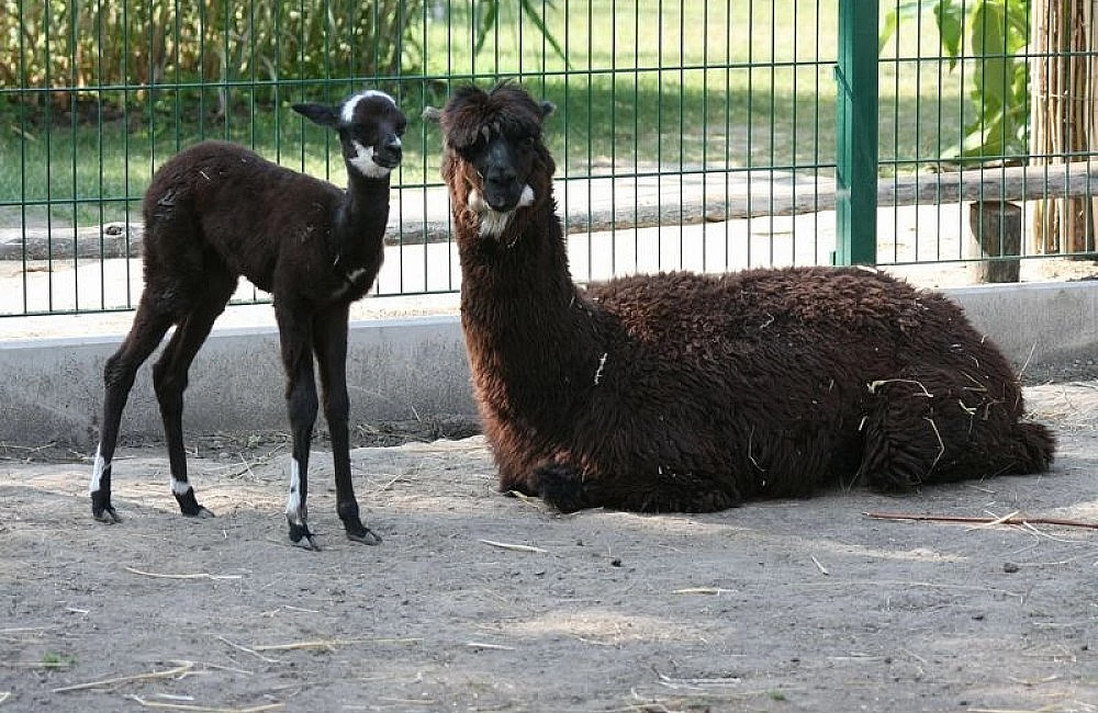 Stojící alpačka vedle ležící lamy v ohradě.