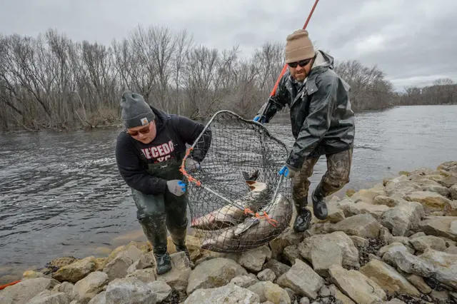 Fishermen holding salmon in net