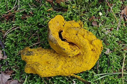 Žlutá jedovatá houba rostoucí na mechu v přírodě.