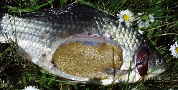 Mrtvá ryba s viditelnými vajíčky na trávníku