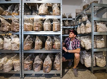 Muž stojí mezi regály s taškami plnými pěstovaného mycelia pro domácí kultivaci hub.