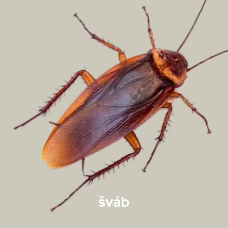 Cockroach