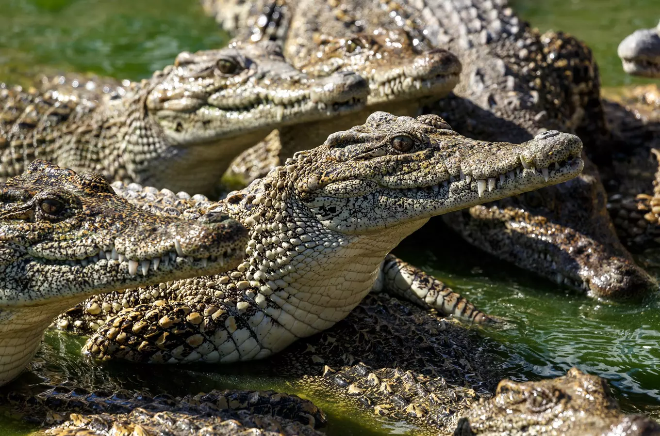 Krokodýli s viditelnými zuby v zelené vodě.