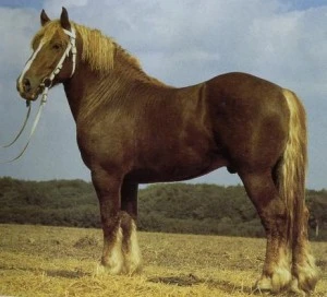 Hnědý tažný kůň plemene Clydesdale stojí na louce.
