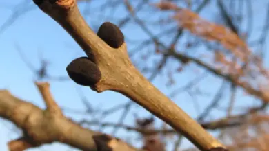 Větvička jasanu s charakteristickými dvojčatovými pupeny.