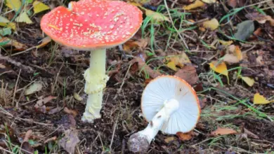 Červený hřib s bílými skvrnami rostoucí mezi podzimními listy.
