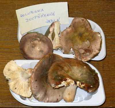 Edible mushrooms on tray