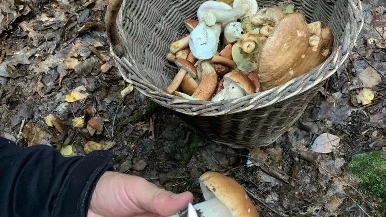 Koš s lesními houbami držený v lese