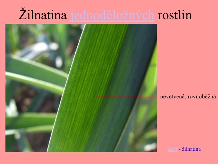 Blízký záběr na list jednoděložné rostliny s rovnoběžnými žilkami.