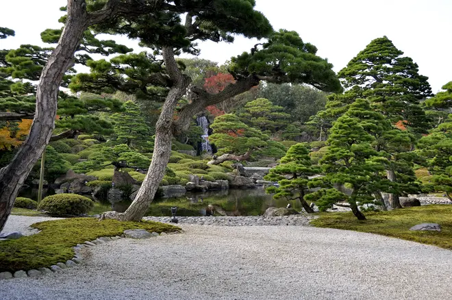 Japonská zahrada s jehličnatými stromy u vodní plochy.