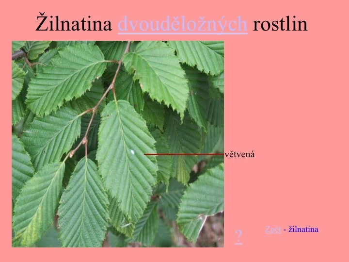 Zelené listy s viditelnou větvenou žilnatinou.