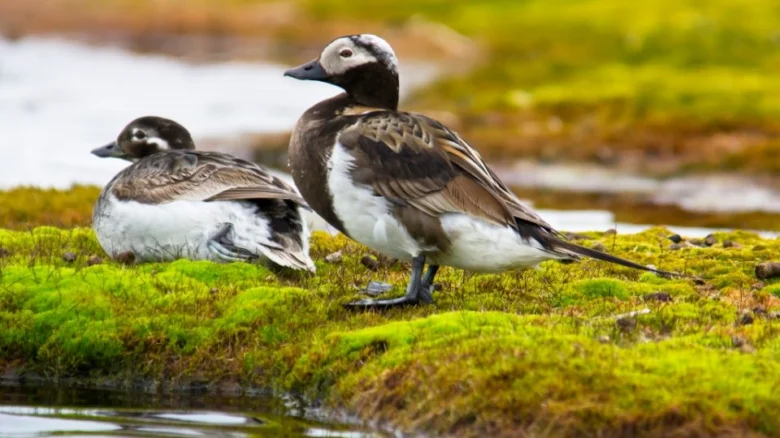 Snow buntings on mossy ground