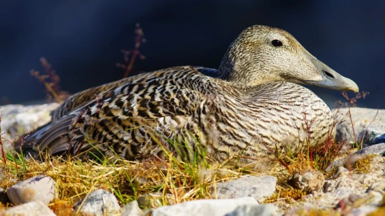 Samice obecního kachna eiderská v arktickém prostředí.