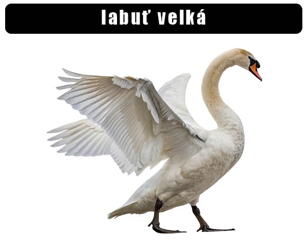 Bílá labut s roztaženými křídly na bílém pozadí