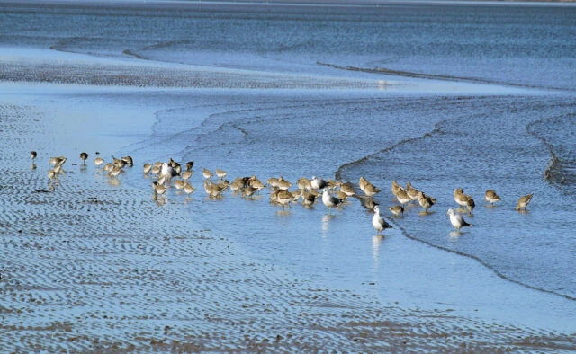 Migratory birds on wetland