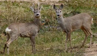 Dvě srnčí obecná stojí v trávě a dívají se na kameru.