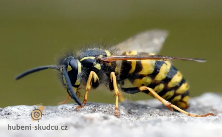Žlutá vosa s černými pruhy sedí na šedém kameni.