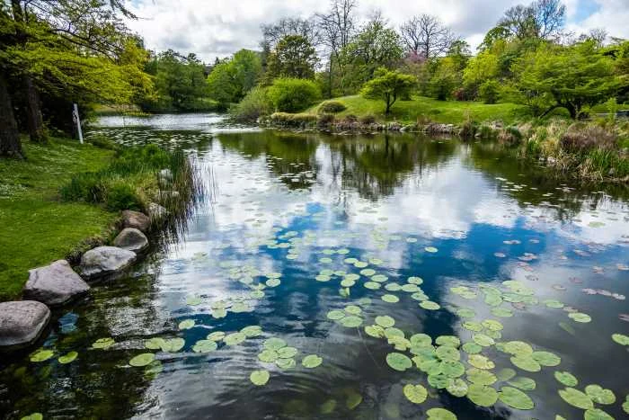 Jezero s vodními lilii a zelenými listy na hladině vody.