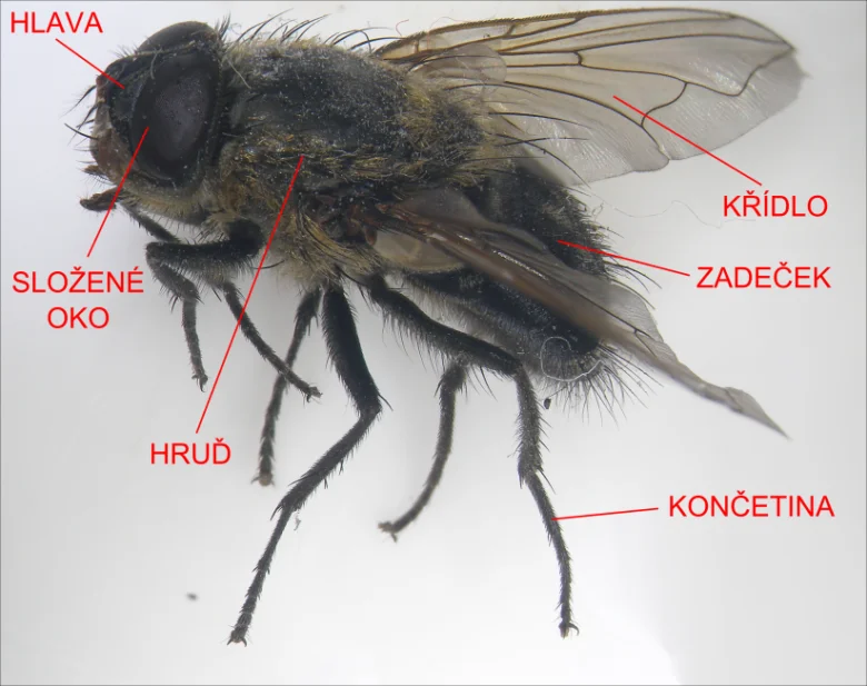Anatomie mouchy s označenými částmi těla v češtině.