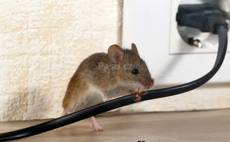 Hnědá myš žere černý elektrický kabel u zásuvky.