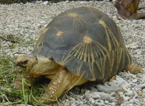 Želva s hvězdicovitým panvou kráčí po štěrku a žere trávu.