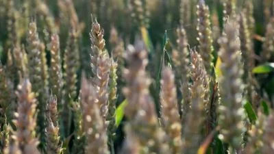 Wheat ears in field