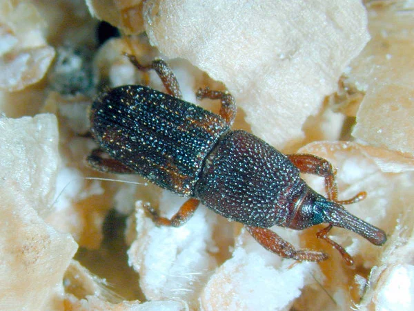 Weevil insect on grain debris