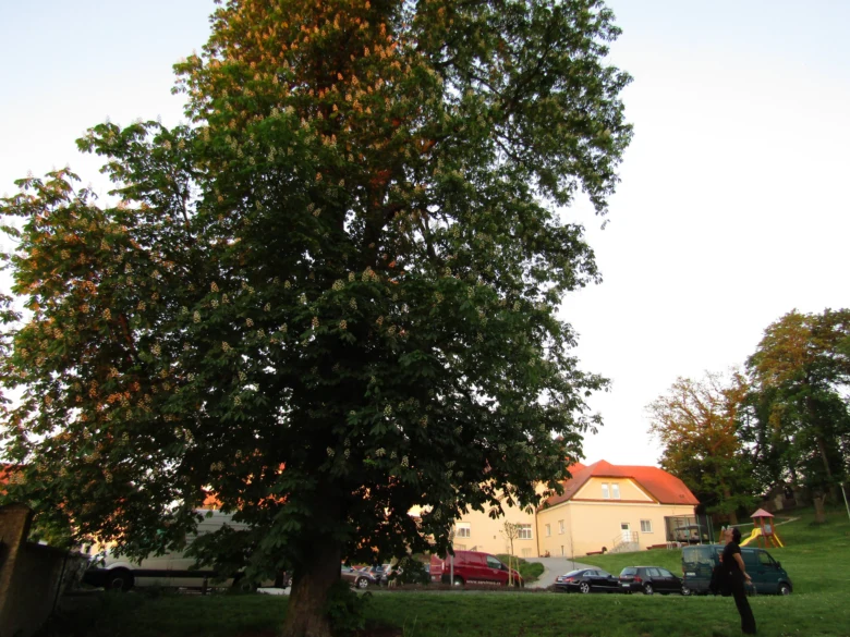 Velký kaštanový strom v parku s domy na pozadí.