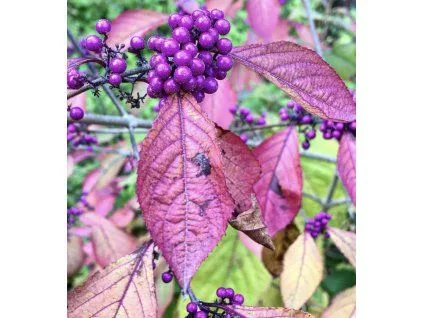 Fotografie keře s fialovými bobulemi a purpurovými listy.