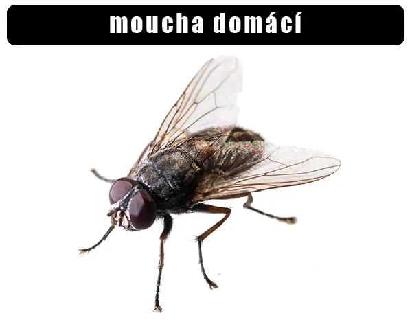 Detailní fotografie domácí mouchy na bílém pozadí.