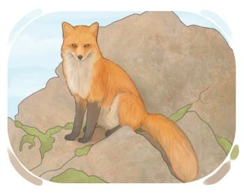 Red fox sitting on rock