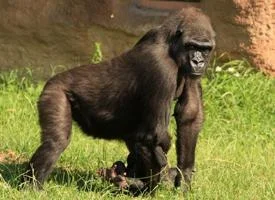 Velká gori stojí na trávníku v přírodní nebo zoologické lokalitě.