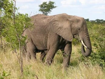 Afrikan slon chodí po travnaté savaně s keřemi.